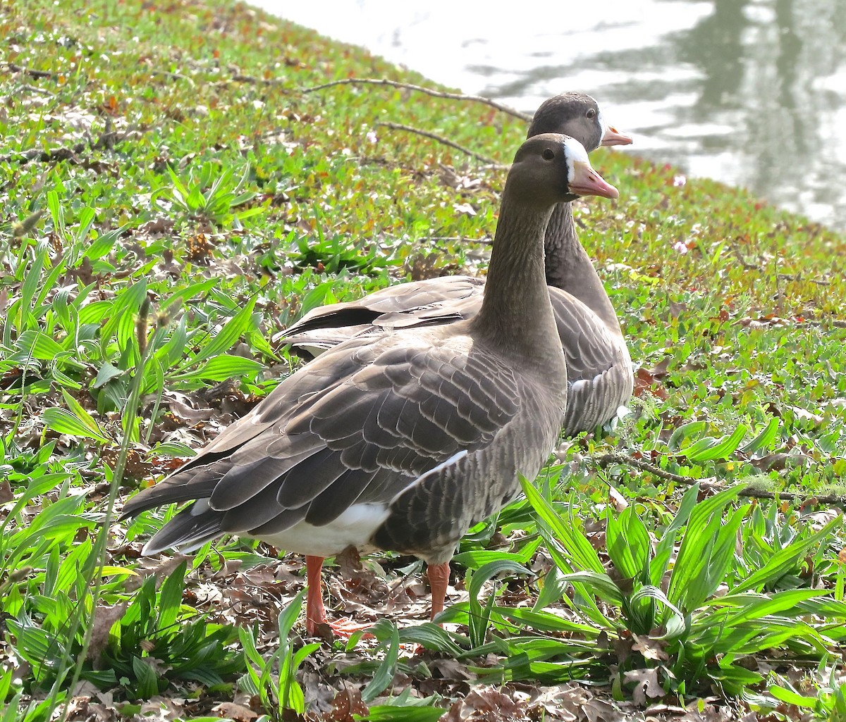 Greater White-fronted Goose - Dave Bengston