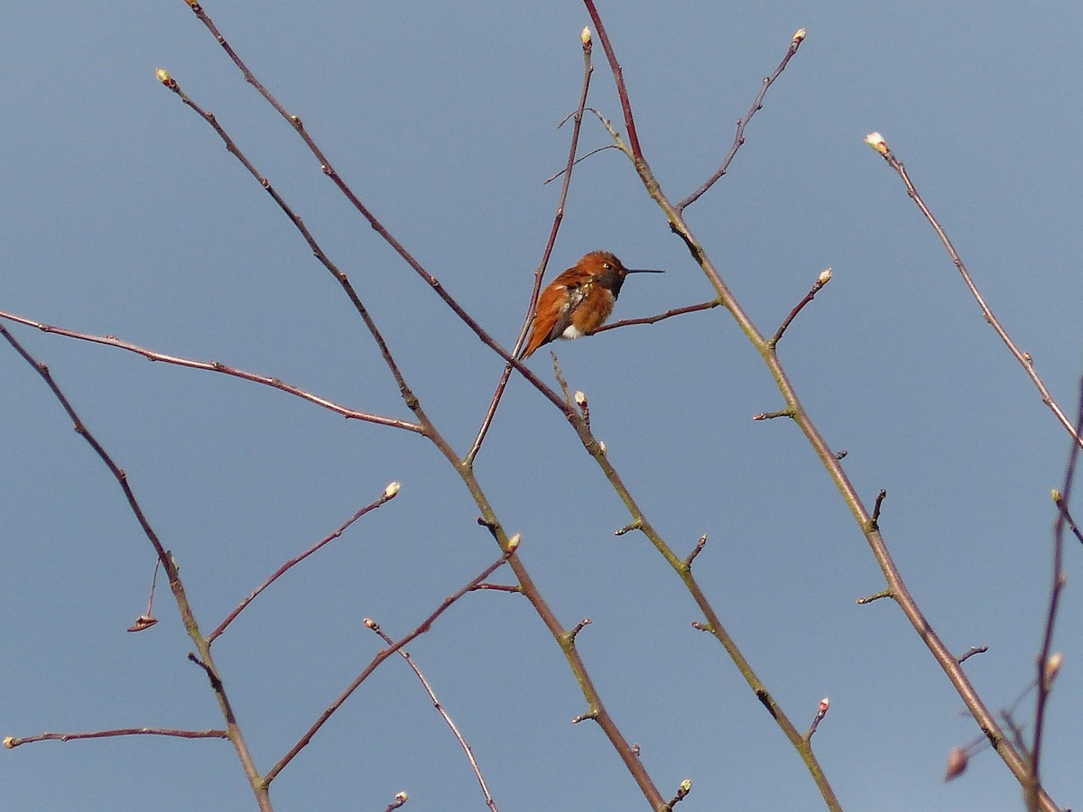 Rufous Hummingbird - ML128781091