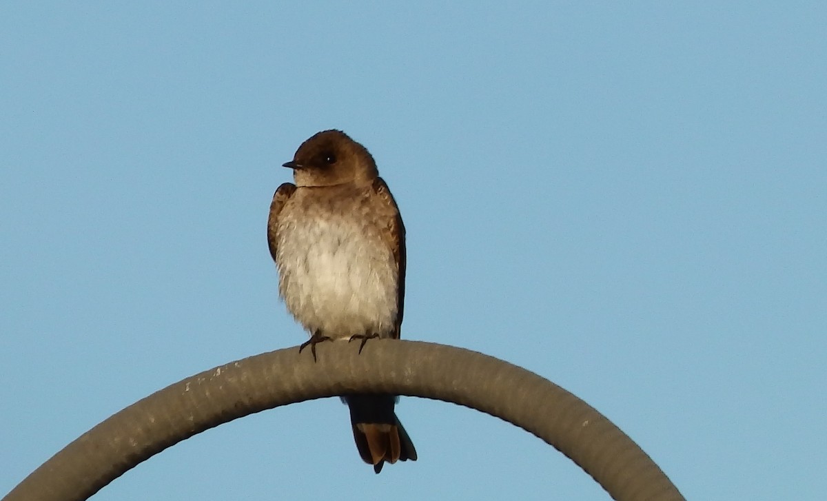 Northern Rough-winged Swallow - Chris O'Connell