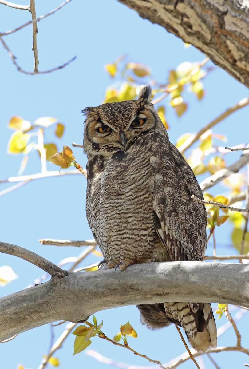 Lesser Horned Owl - ML128782411