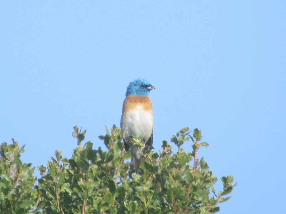 Lazuli Bunting - Chris O'Connell