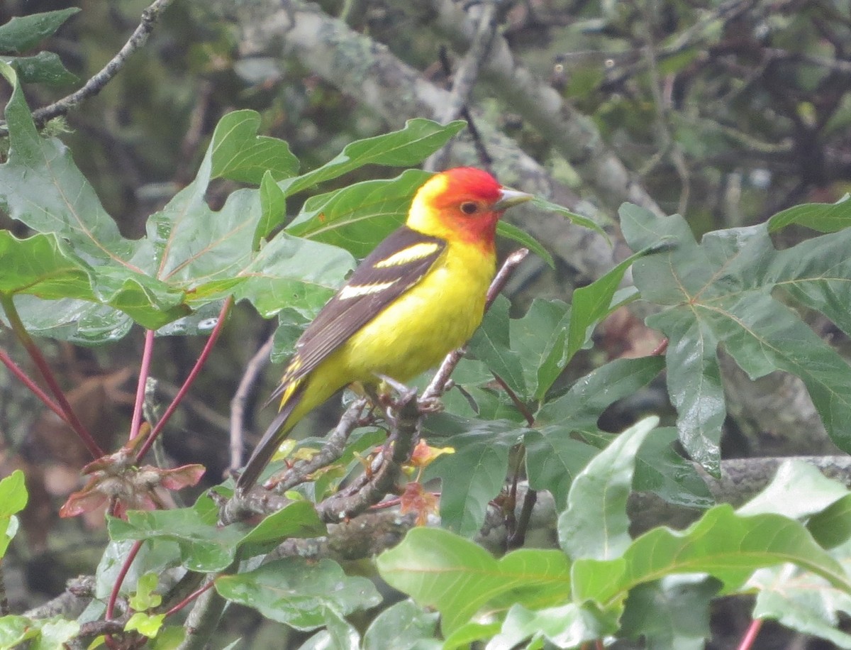 Western Tanager - Chris O'Connell