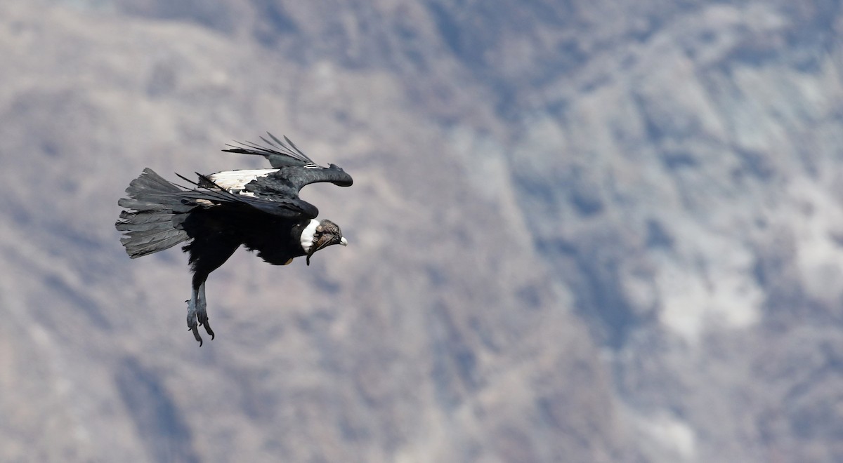 Andean Condor - ML128785211
