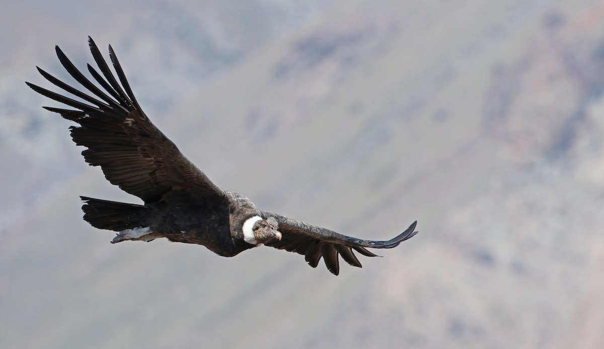 Andean Condor - ML128785241