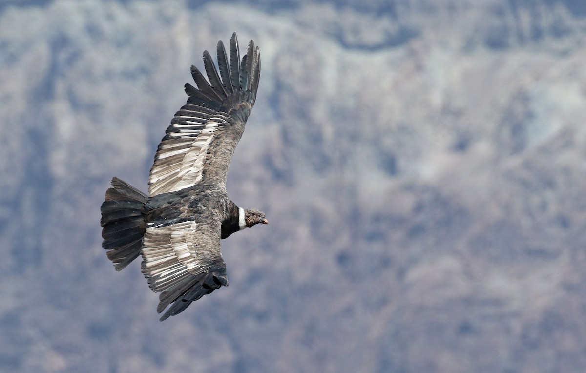 Andean Condor - ML128785351