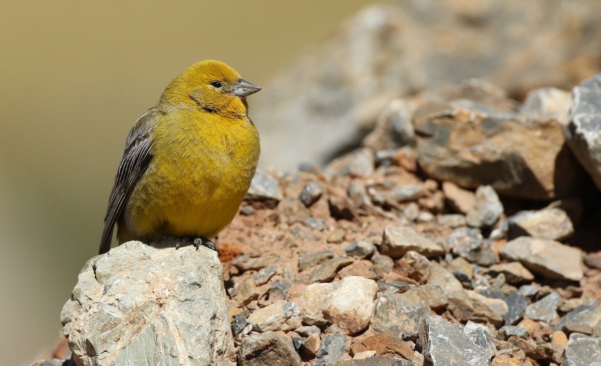 Greater Yellow-Finch - ML128786541