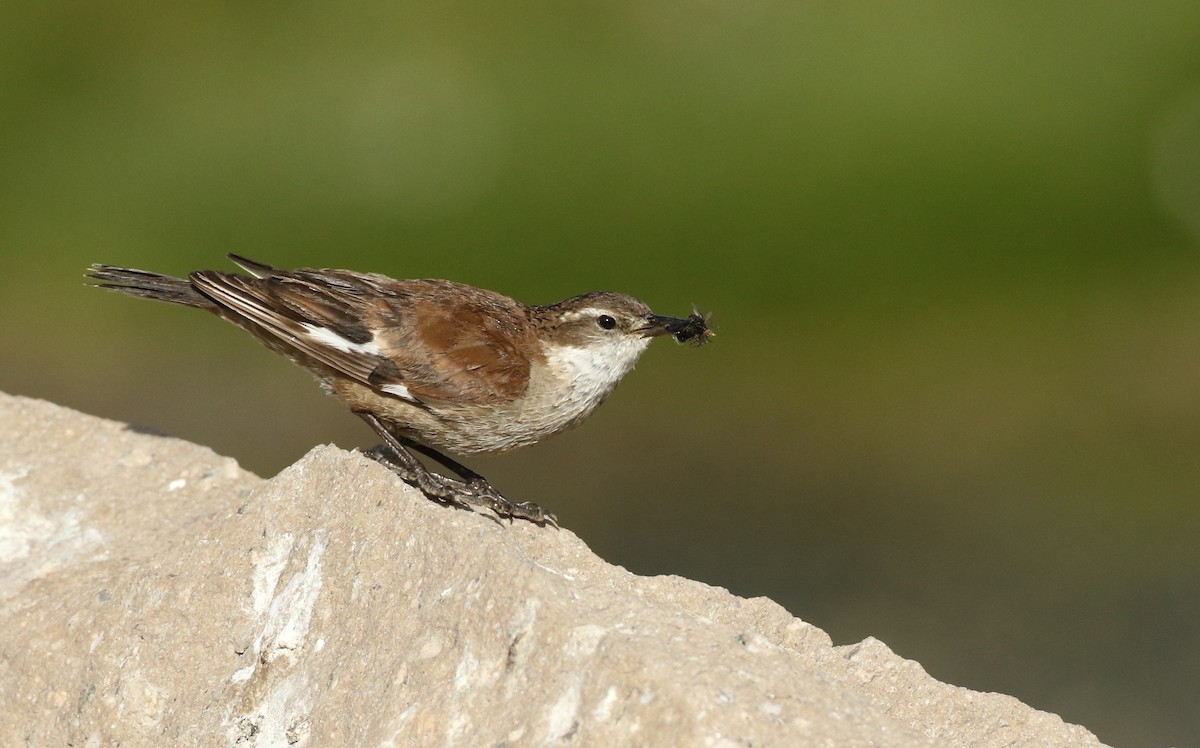 White-winged Cinclodes - ML128787721