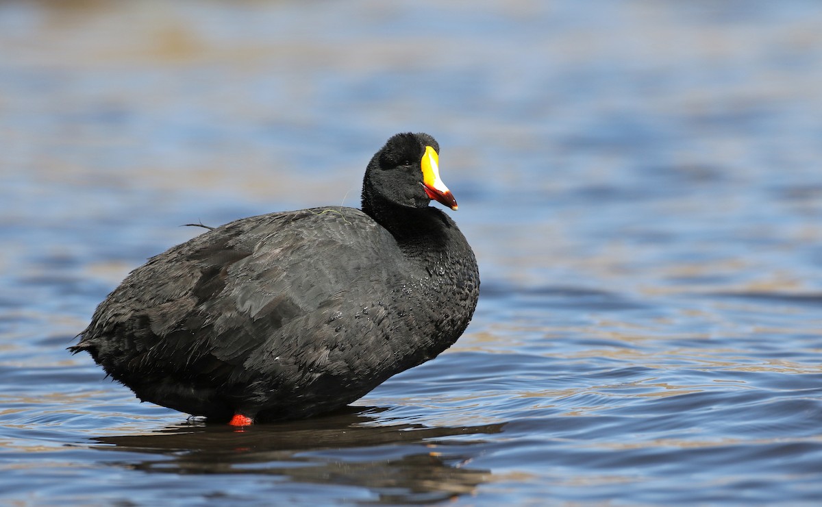 Giant Coot - ML128788551