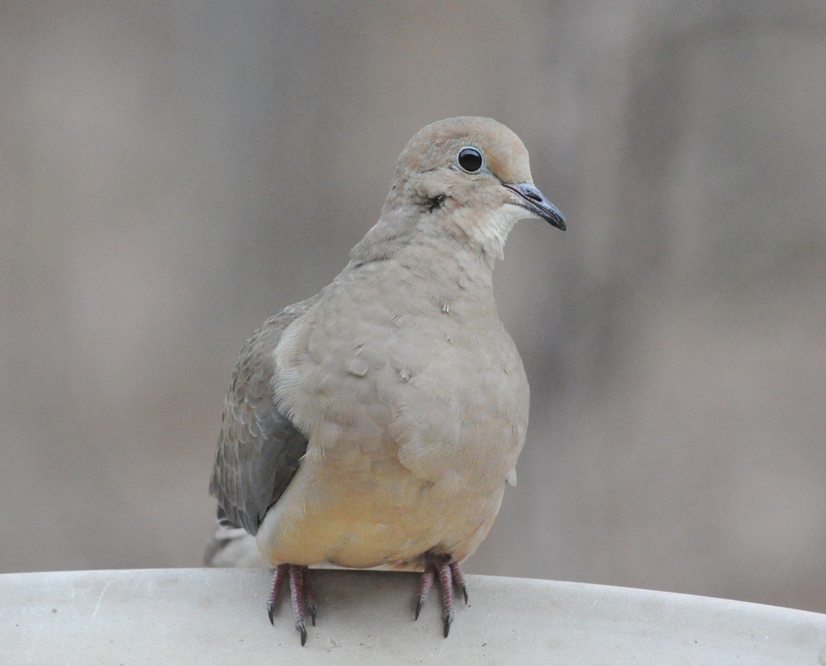 Mourning Dove - Tommie Rogers