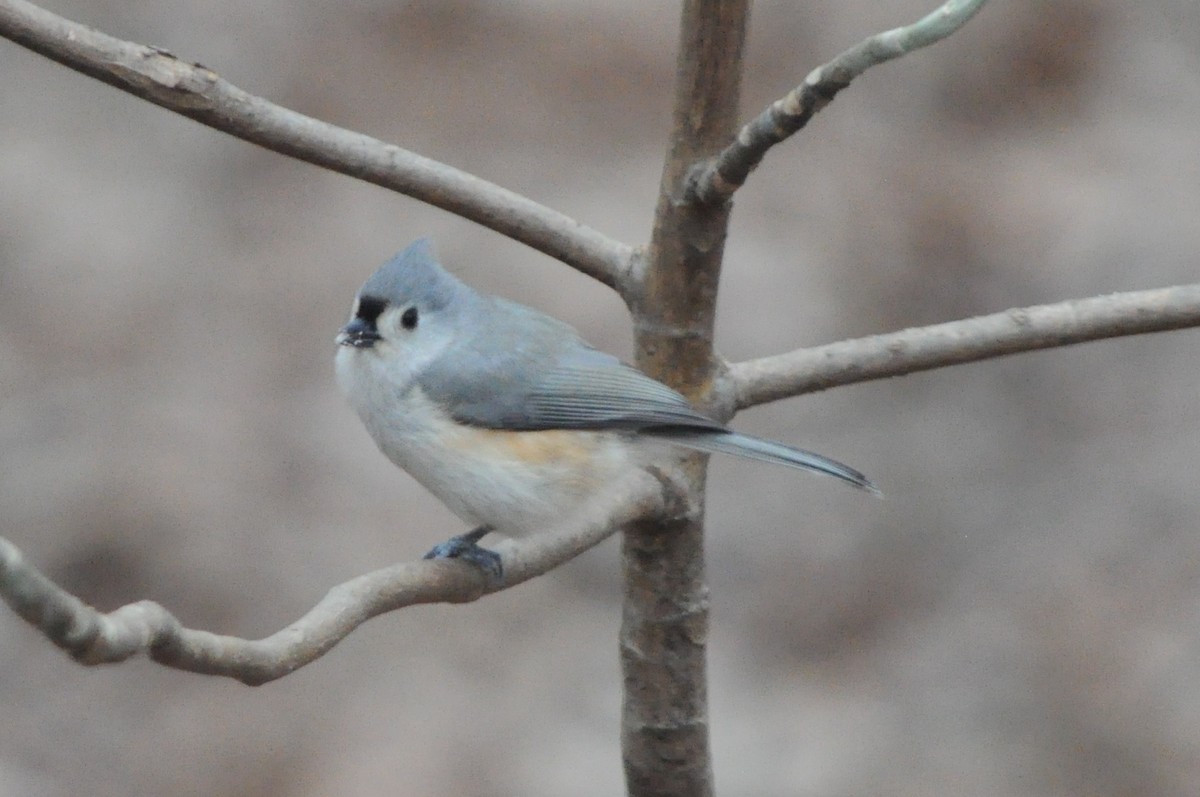 Tufted Titmouse - Tommie Rogers