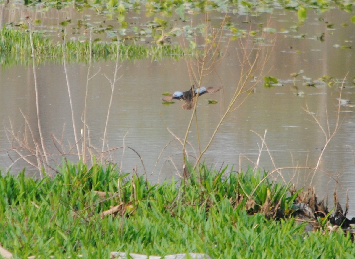 Blue-winged Teal - ML128790531