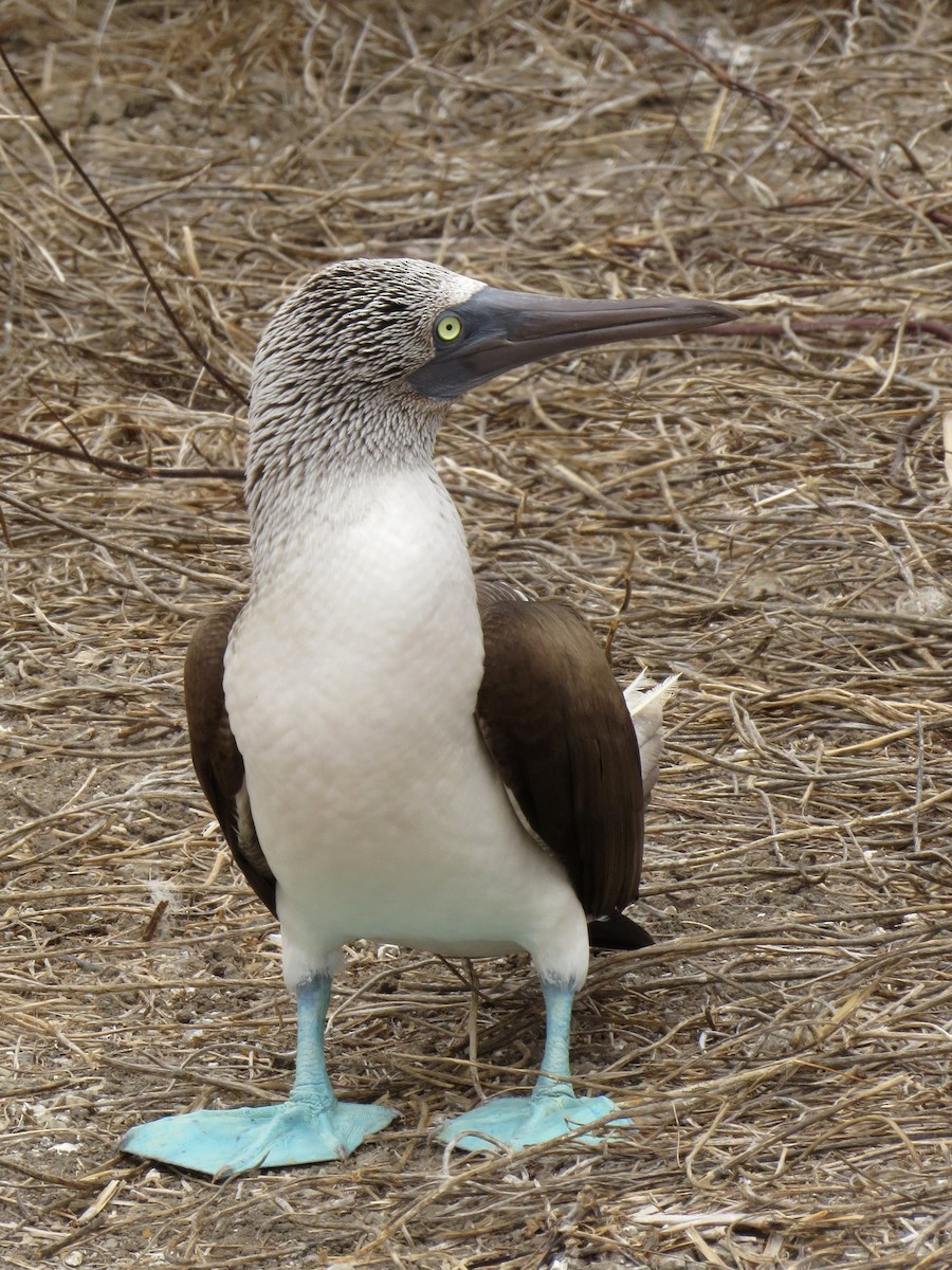 Blue-footed Booby - ML128792251