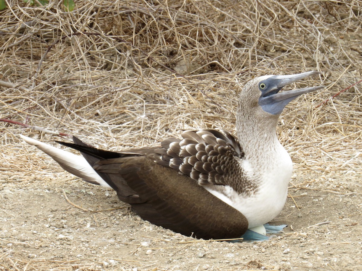 Blue-footed Booby - ML128792391