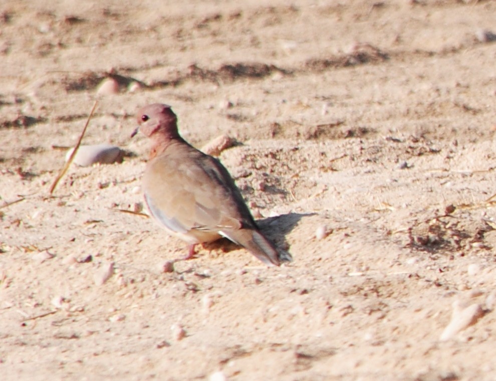 Laughing Dove - ML128792601