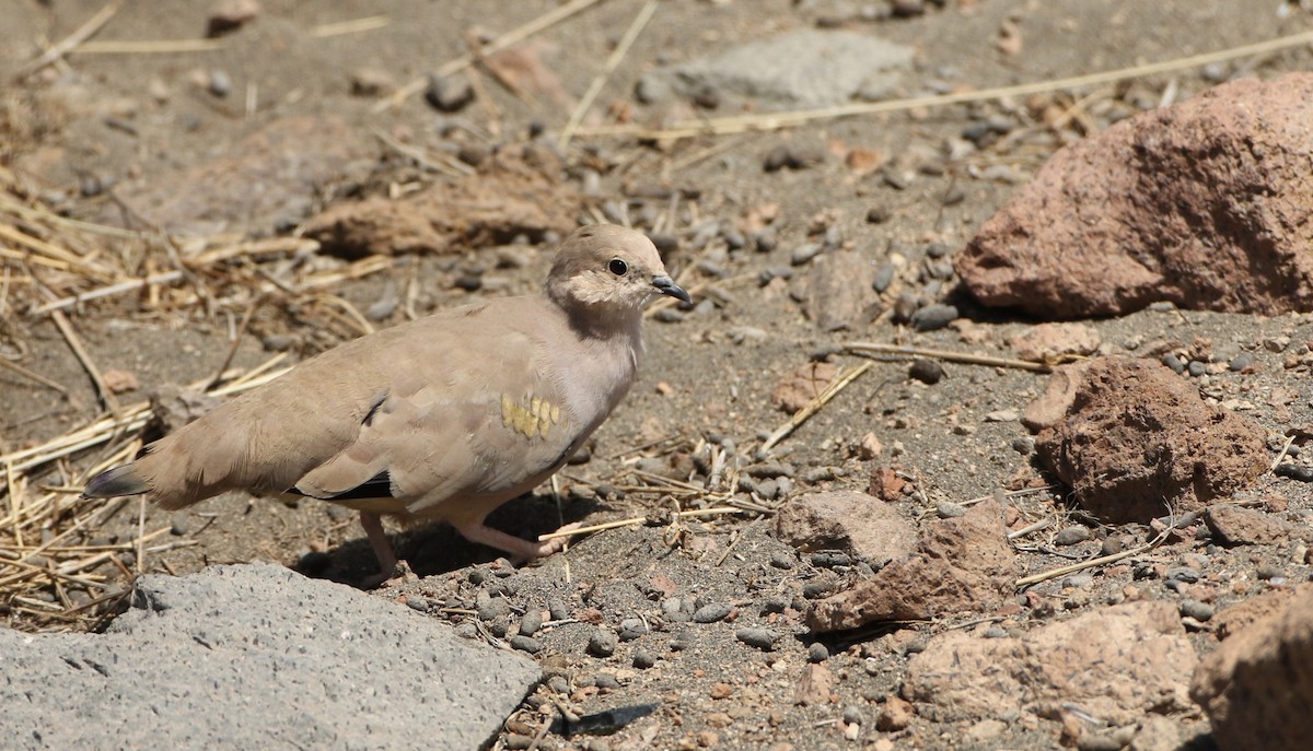 Golden-spotted Ground Dove - ML128792871