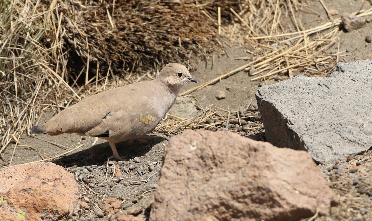 Golden-spotted Ground Dove - ML128792941