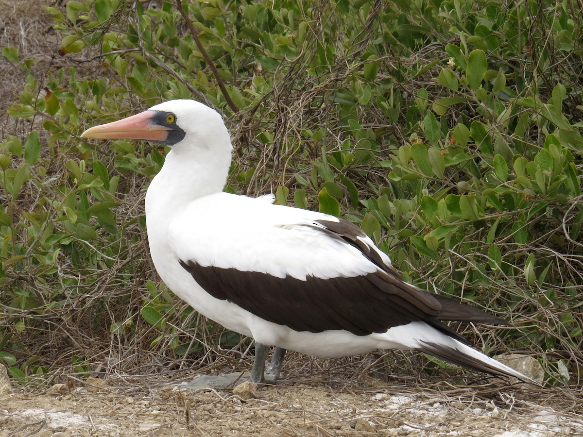 Nazca Booby - WS Barbour