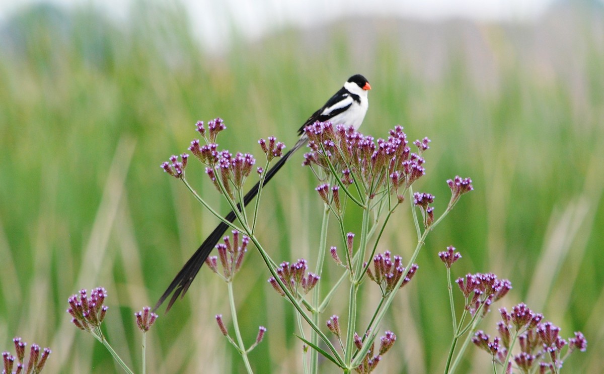 Pin-tailed Whydah - ML128795671
