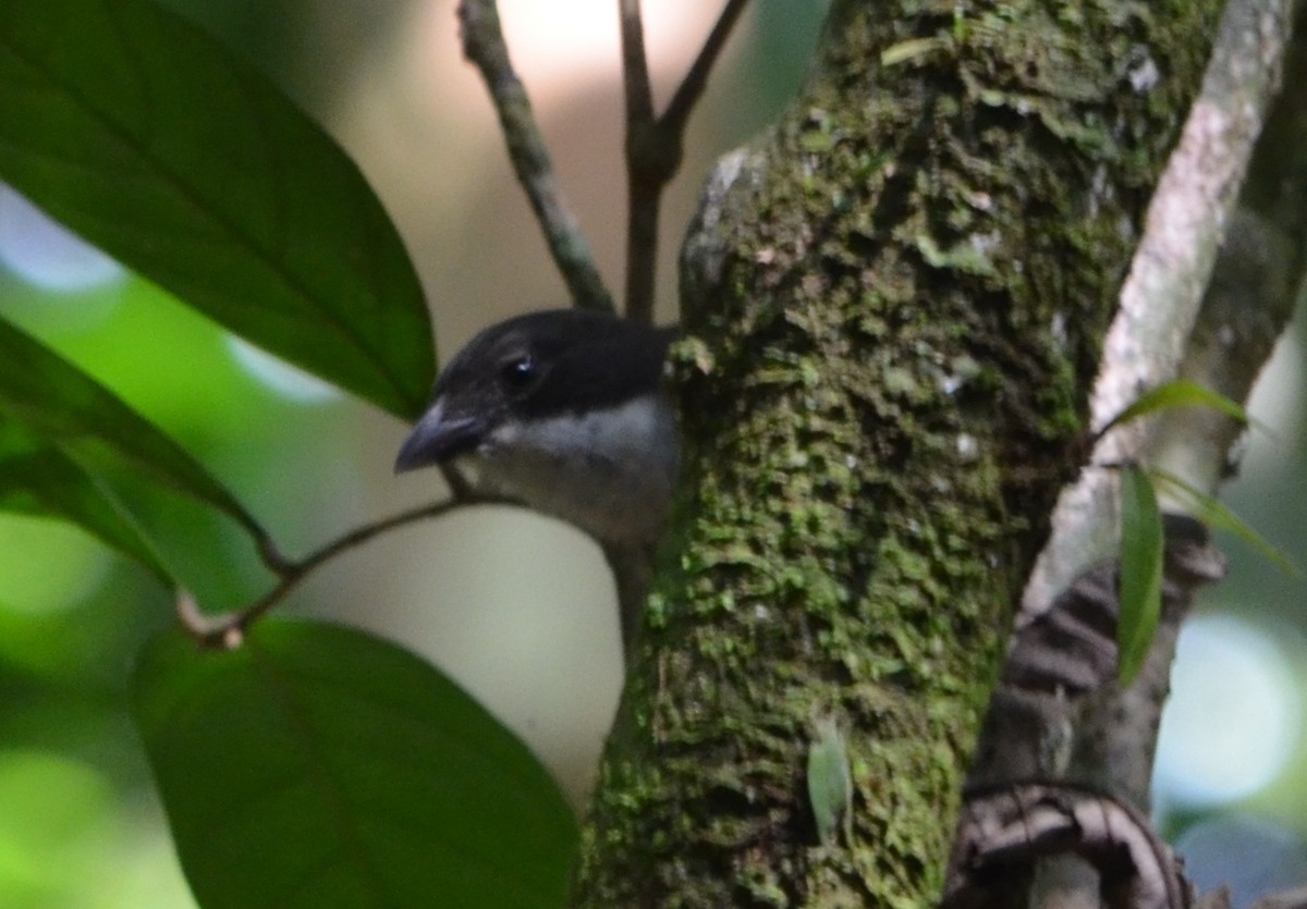 Puerto Rican Tanager - ML128799661