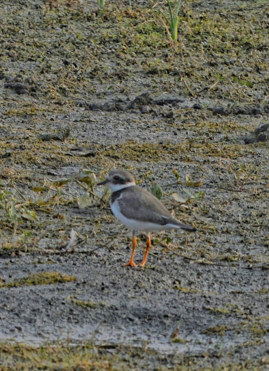 Common Ringed Plover - ML128801931