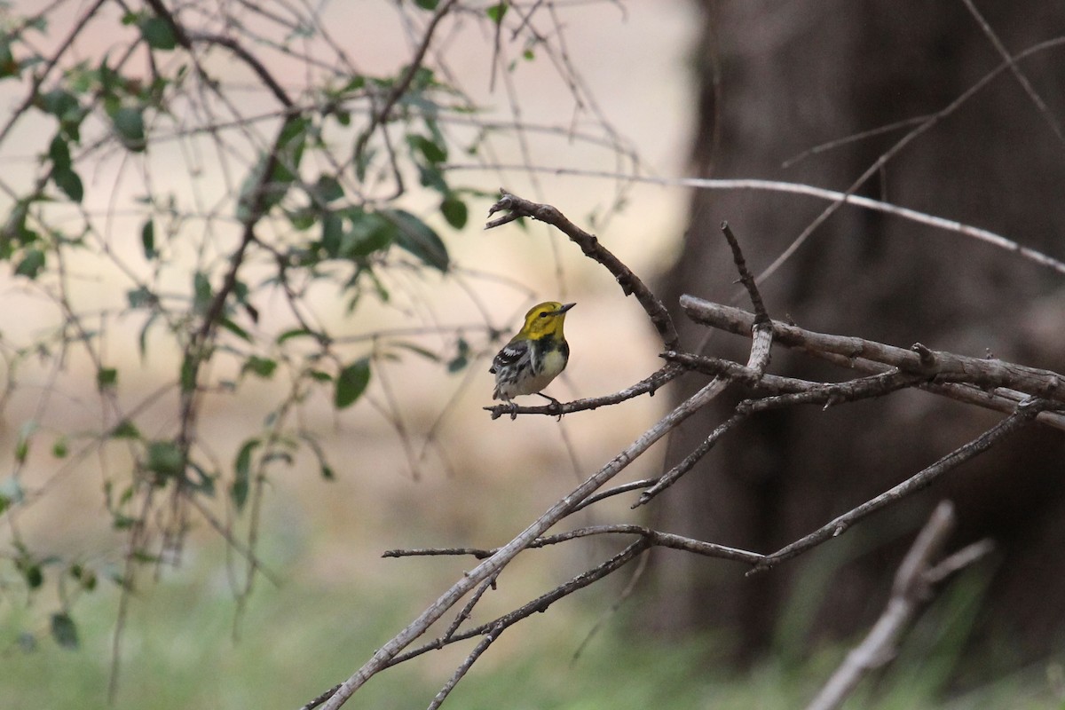 Black-throated Green Warbler - Nicholas Pederson