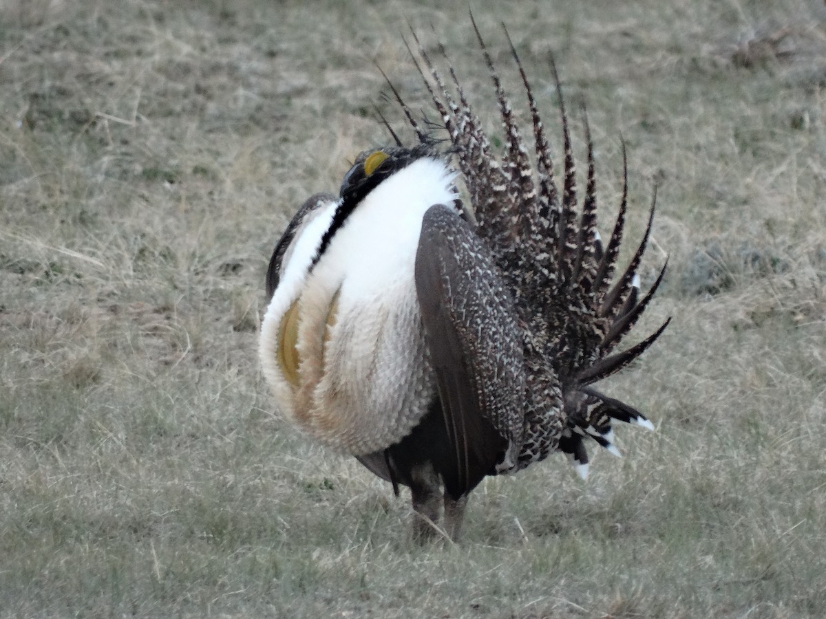 Greater Sage-Grouse - Adam D'Onofrio