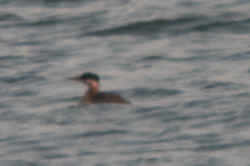 Red-necked Grebe - Phil Taylor