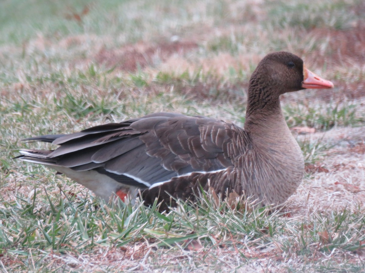 Greater White-fronted Goose - ML128807641