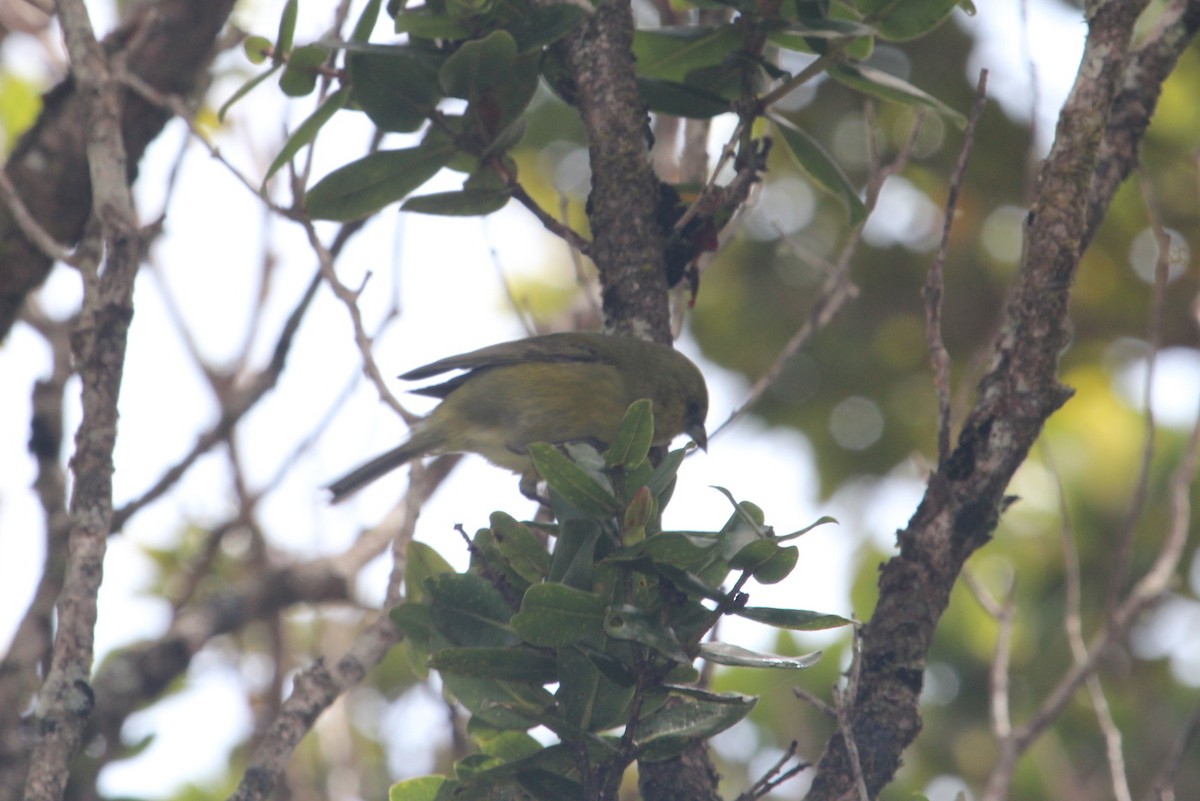 Kauai-Akepakleidervogel - ML128807661