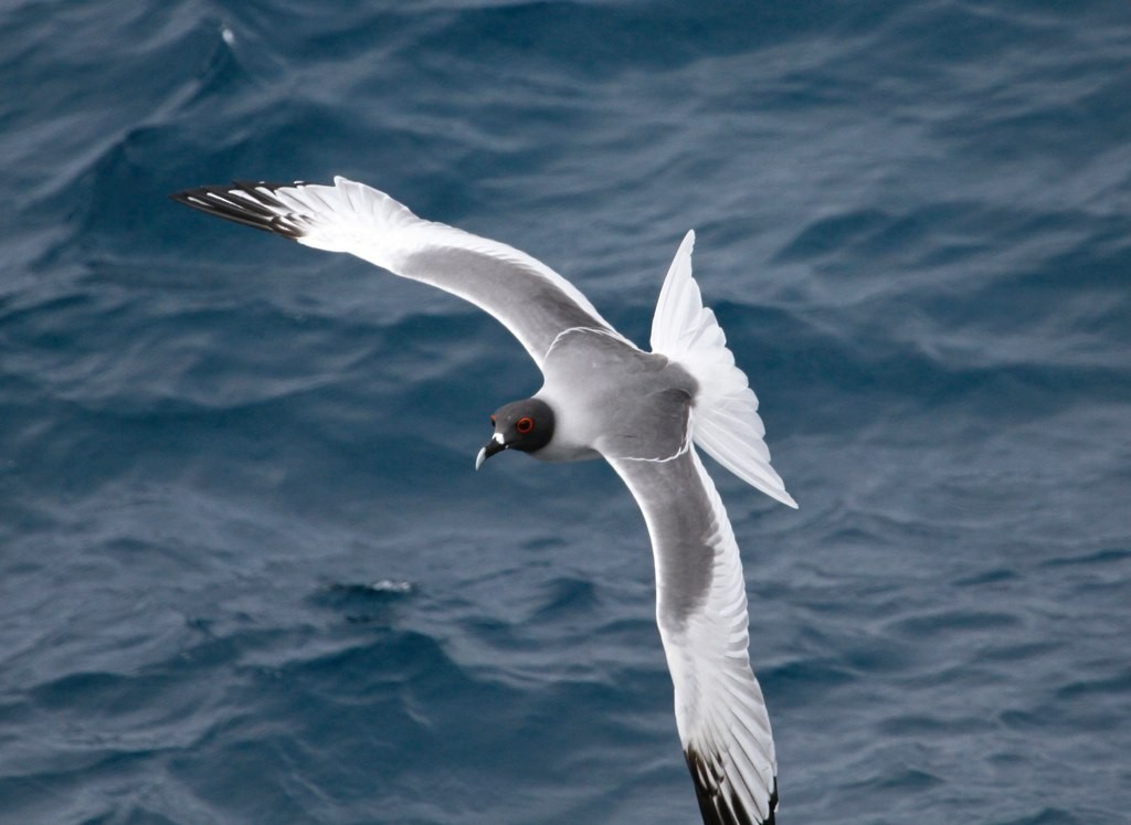 Swallow-tailed Gull - ML128807941