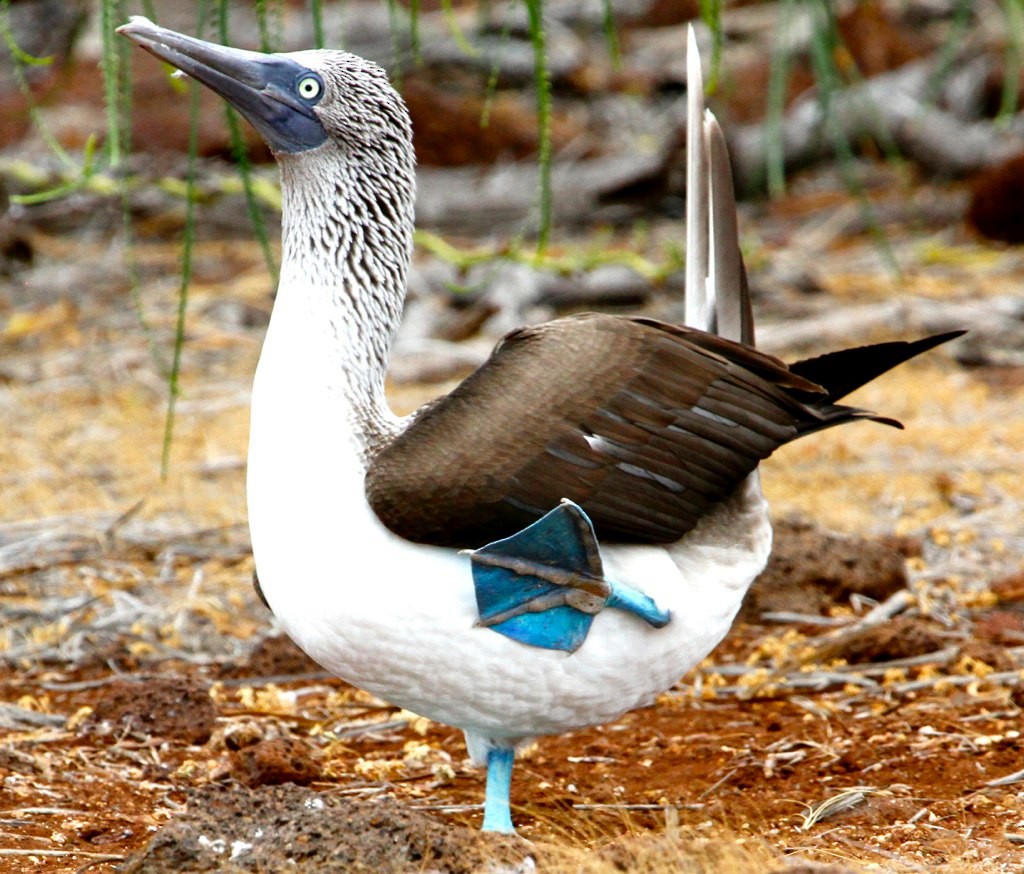 Blue-footed Booby - Harold Brewer
