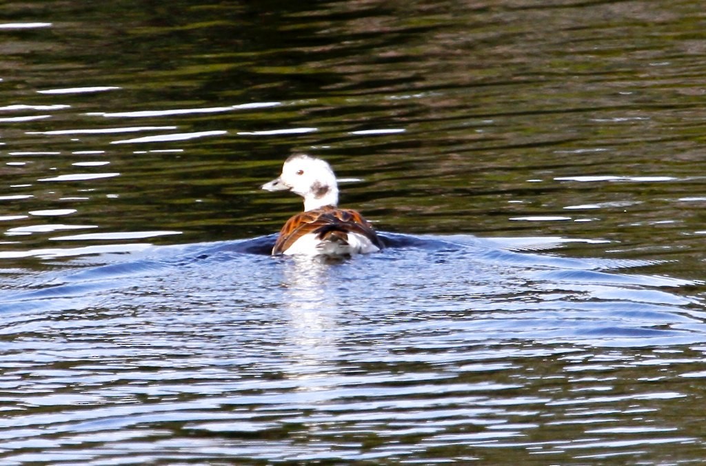 Long-tailed Duck - Harold Brewer