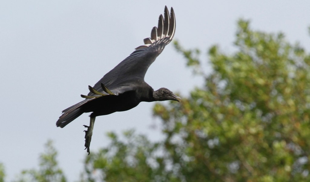 Black Vulture - Harold Brewer