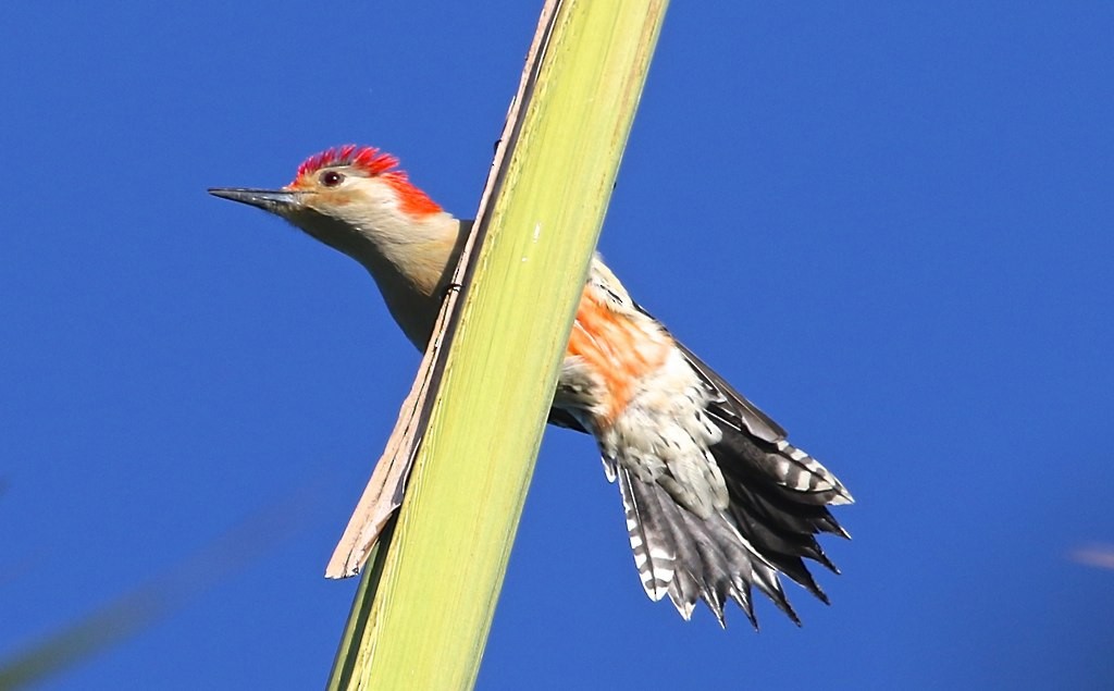 Red-bellied Woodpecker - ML128809011