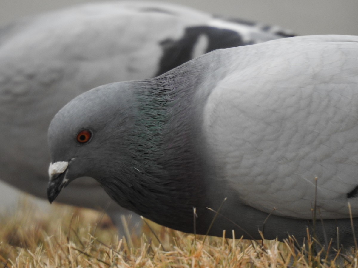 Rock Pigeon (Feral Pigeon) - ML128810641