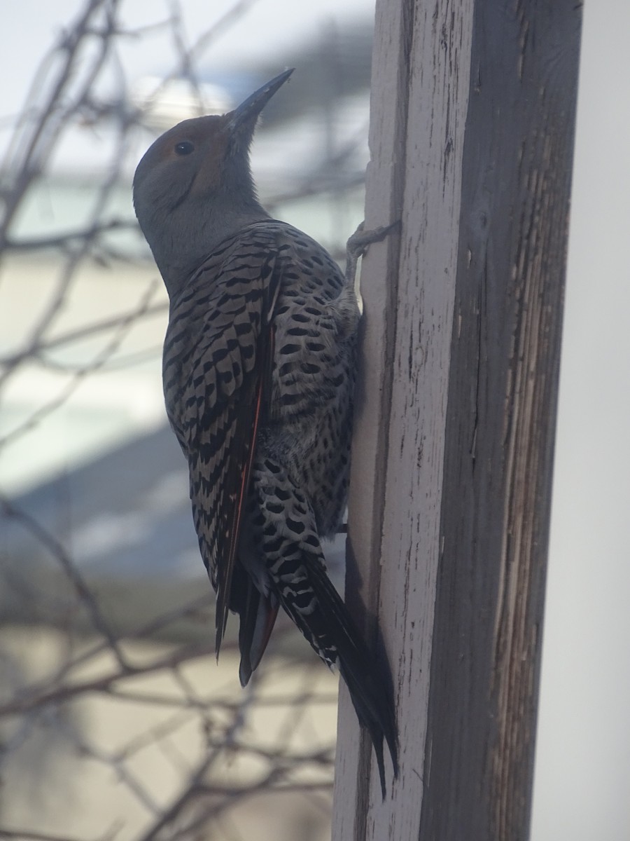 Northern Flicker (Red-shafted) - Shey Claflin
