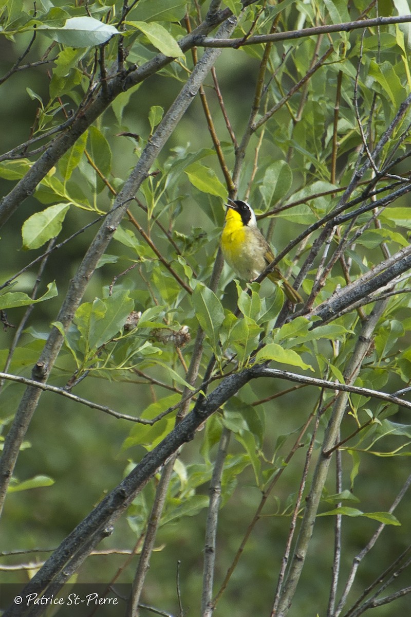 Common Yellowthroat - Patrice St-Pierre