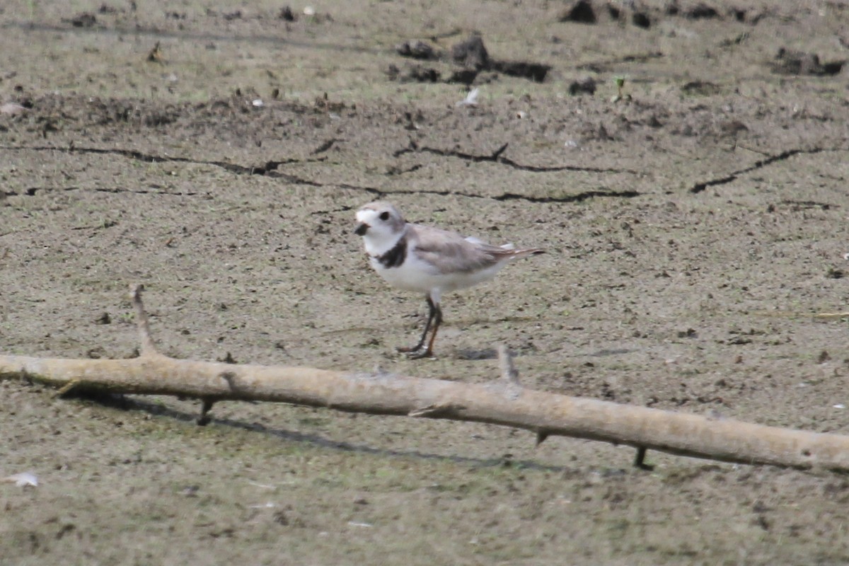Piping Plover - ML128816961