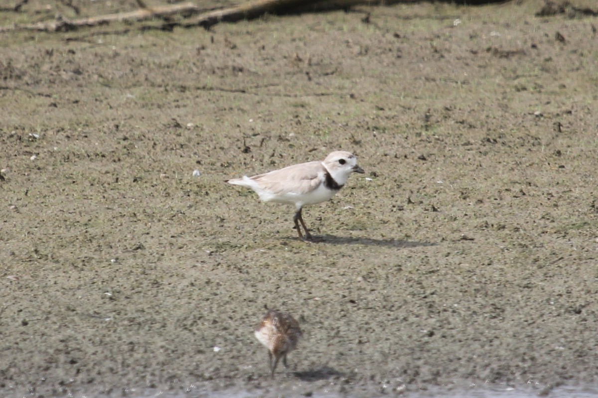 Piping Plover - ML128817001