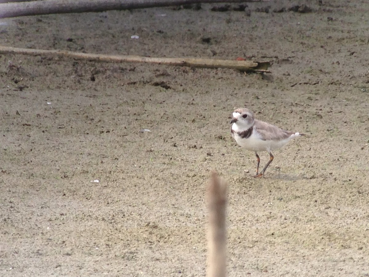 Piping Plover - ML128817021