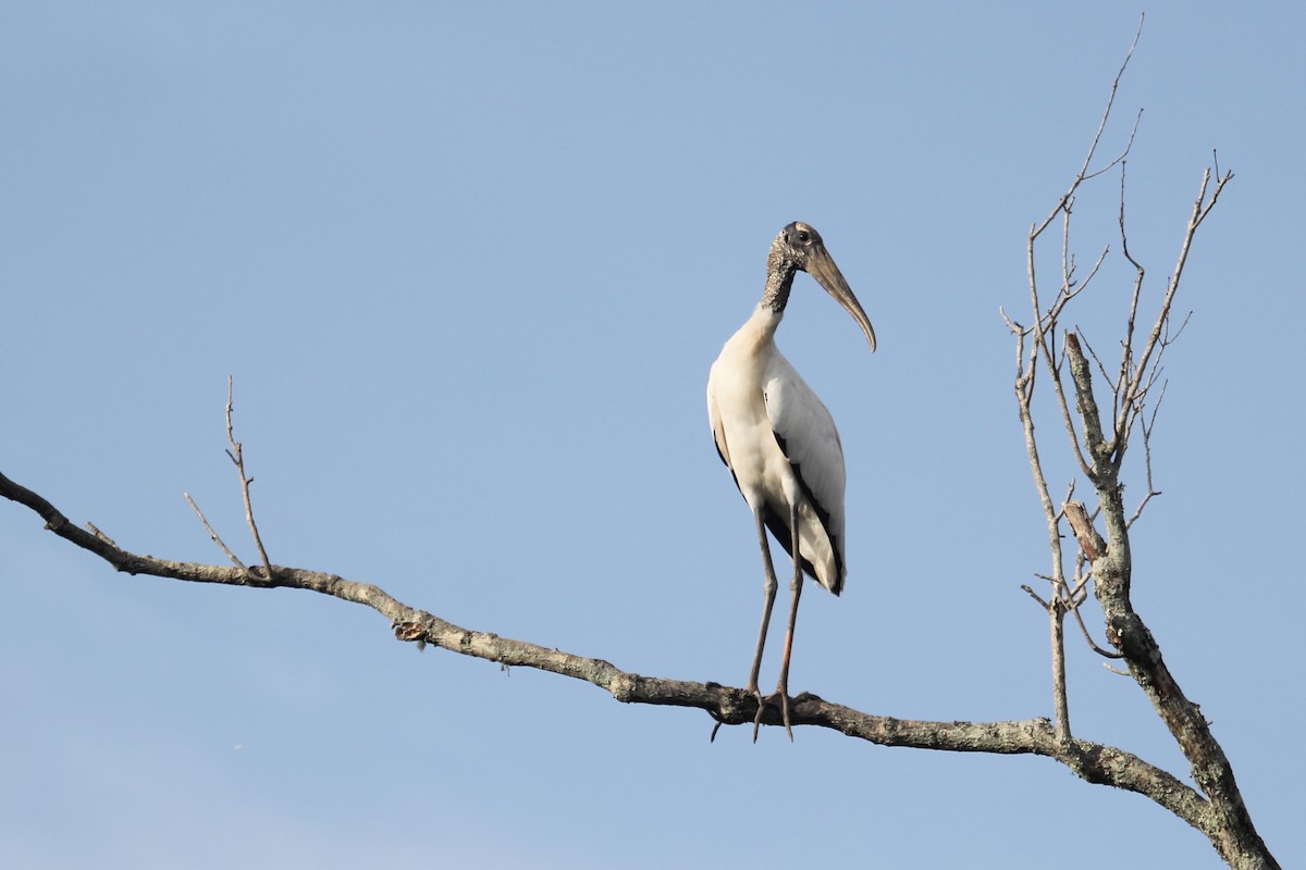 Wood Stork - Nicholas Pederson