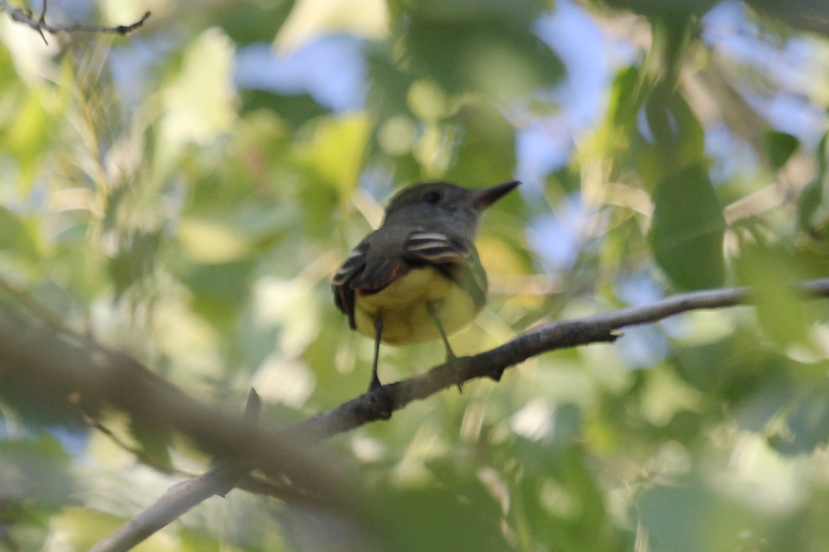 Great Crested Flycatcher - ML128818281
