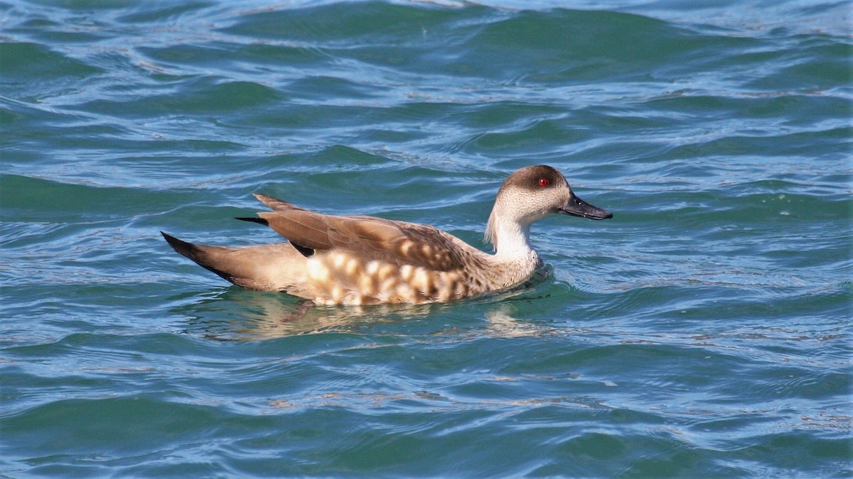 Crested Duck - ML128820681