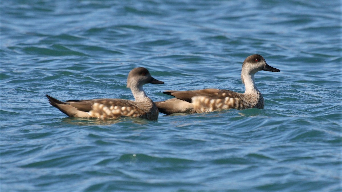Crested Duck - ML128820691