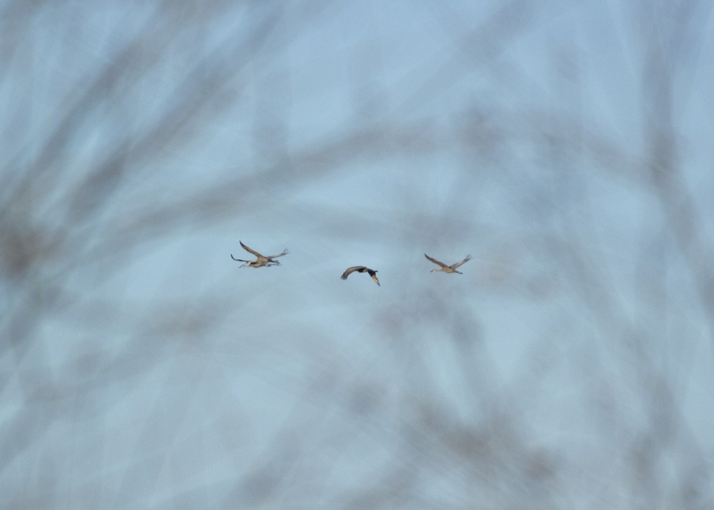 eBird Checklist 17 Dec 2011 Eagle Bluffs CA 71 species (+1 other taxa)