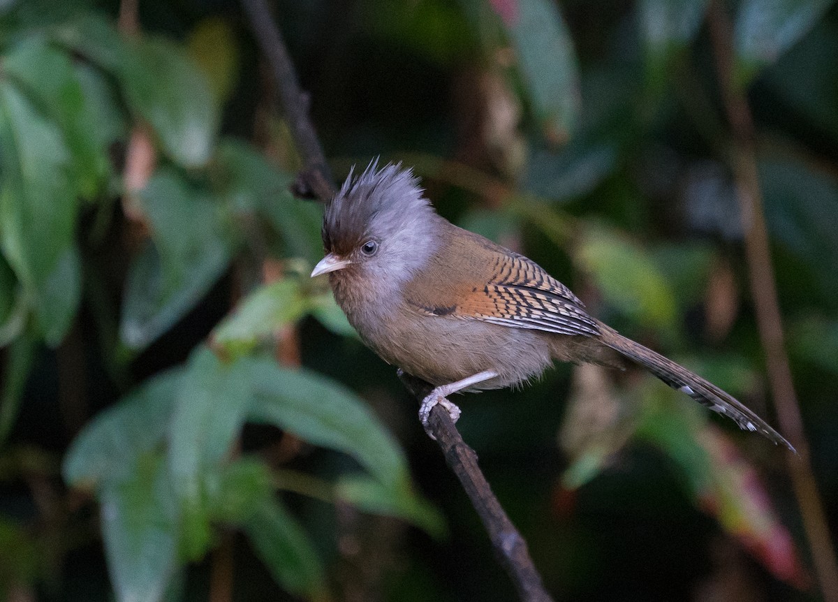 Rusty-fronted Barwing - Sonja Ross