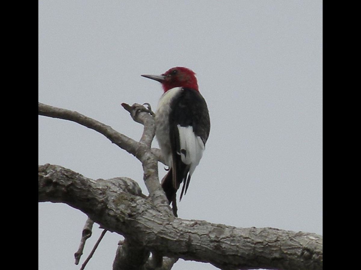 Red-headed Woodpecker - Sylvia Maulding