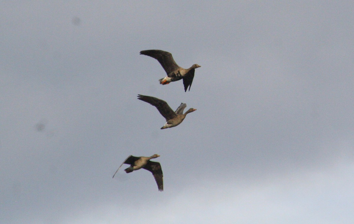 Greater White-fronted Goose - ML128822941
