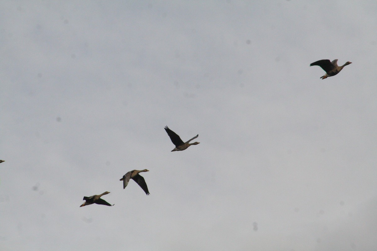Greater White-fronted Goose - ML128822971
