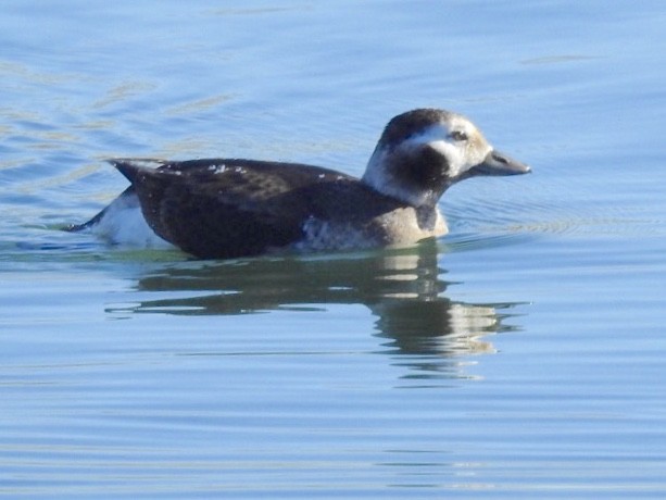 Long-tailed Duck - ML128824691